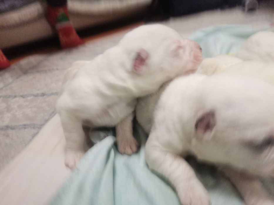 Щенки Алабайчики