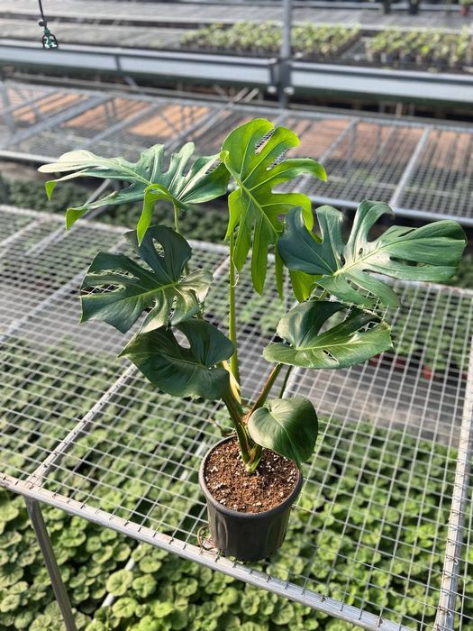 Xona o'simliklari Yashil Zamin