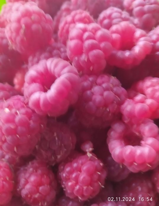 Саженцы малины СТОЛЕШНИК