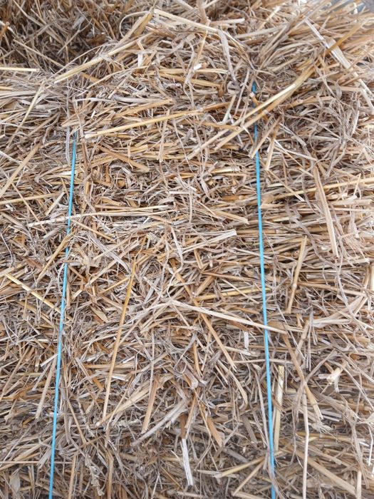 Vand baloti dreptunghiulari lucerna