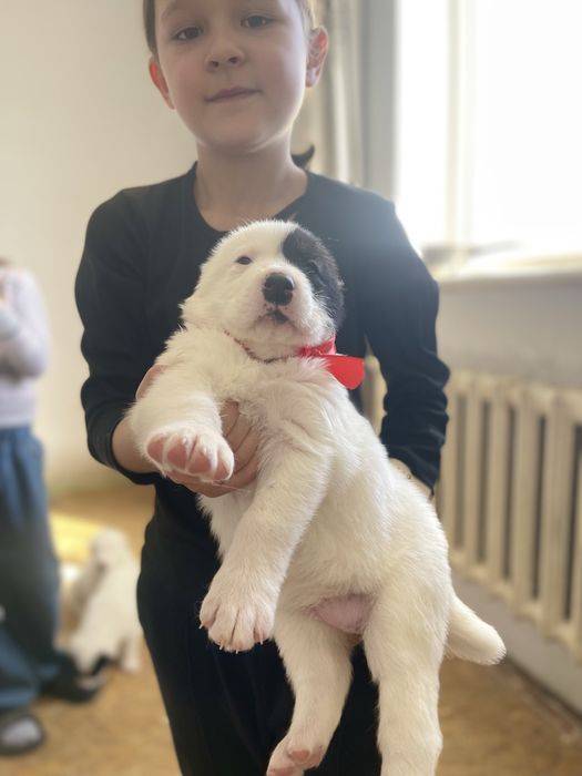 Продам шикарных алабайчиков ( девочки)