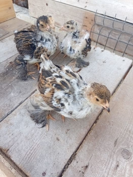 De vânzare puișori brahma porțelan