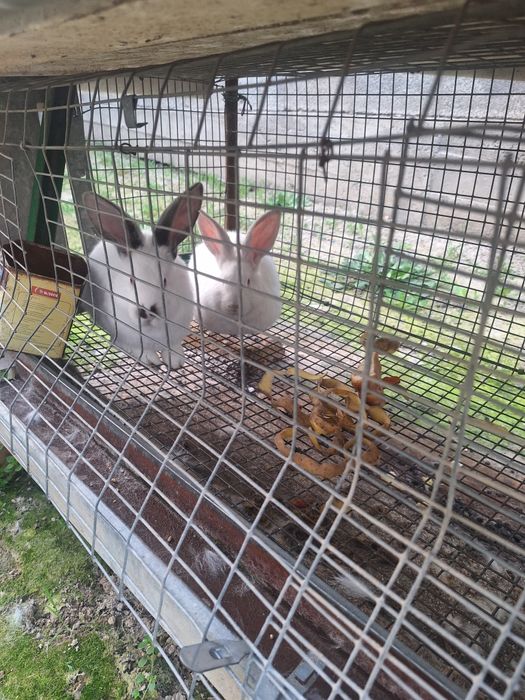 Продаються кролики