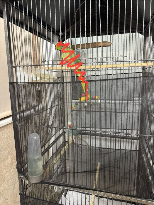 Vând Femelă Papagal Micul Alexandru + Cușcă/Colivie