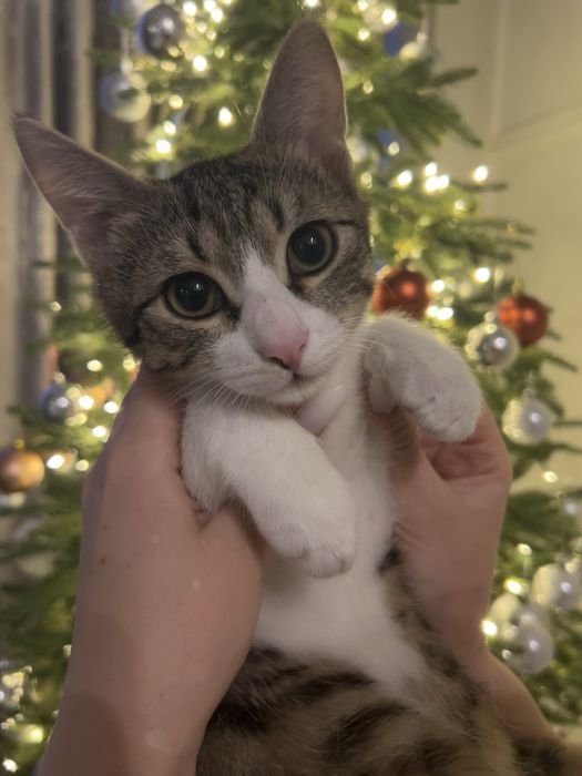 Кот, котята, кошка