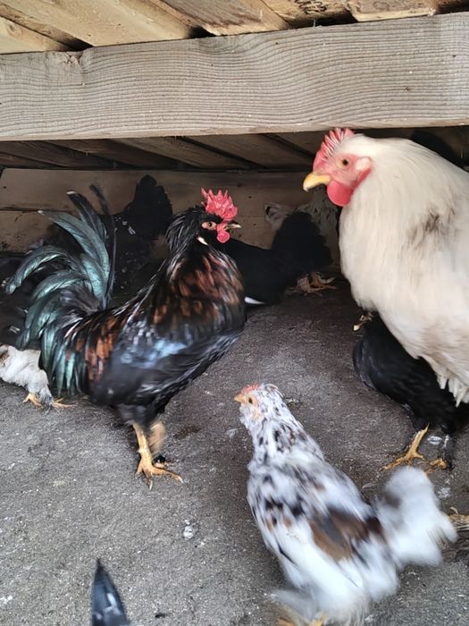 Яйца от струмски бантам и петли