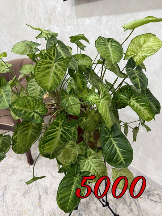 Продам комнатные растения