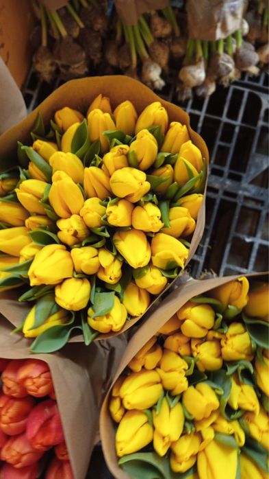 Тюльпаны по оптовой цене