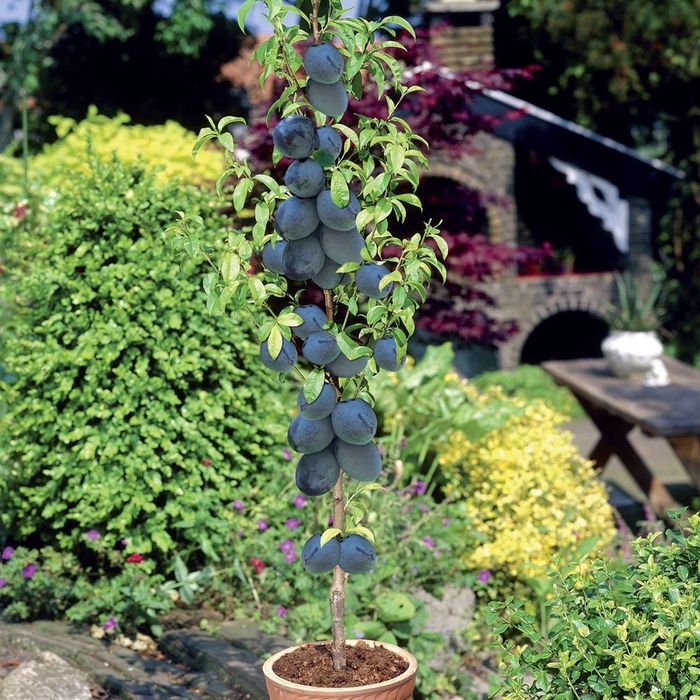 Pomi columnari anul 2/3/4 și 5 direct pe rod