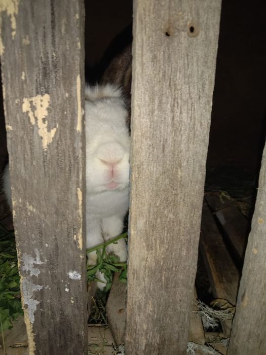 Кролик  сельхоз  продается