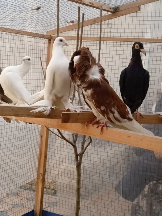 Якобин каптар сотилади