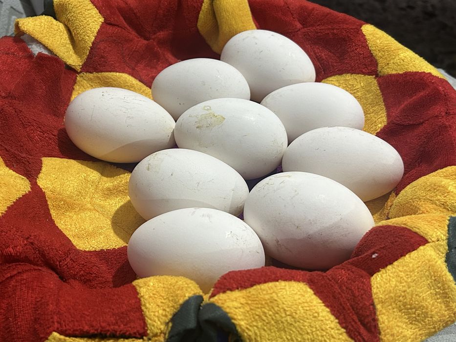 Гусиные яйца.