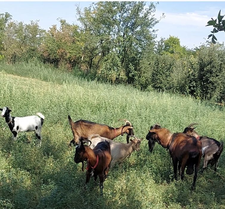 Lot 3 capre alpine francezeze
