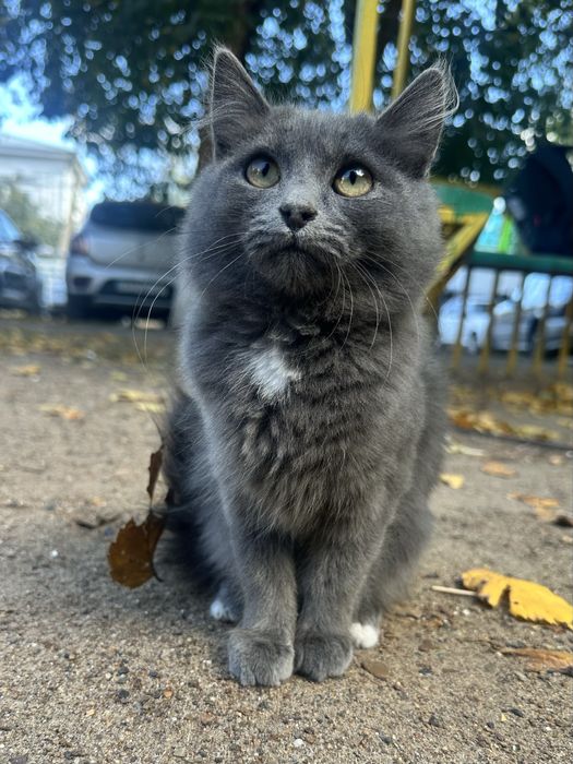 Ласковый котенок