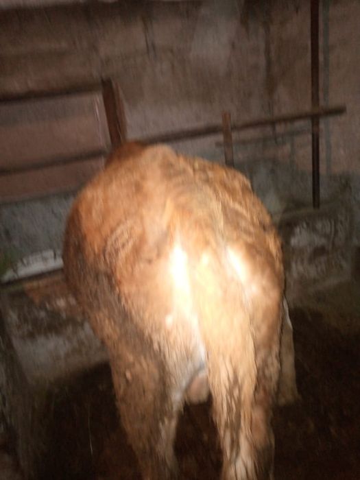 Быки  на откорме