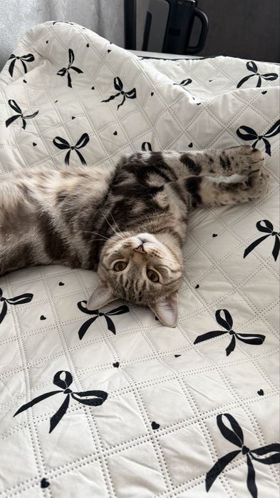 Котята бесплатно кот КАСТРИРОВАН