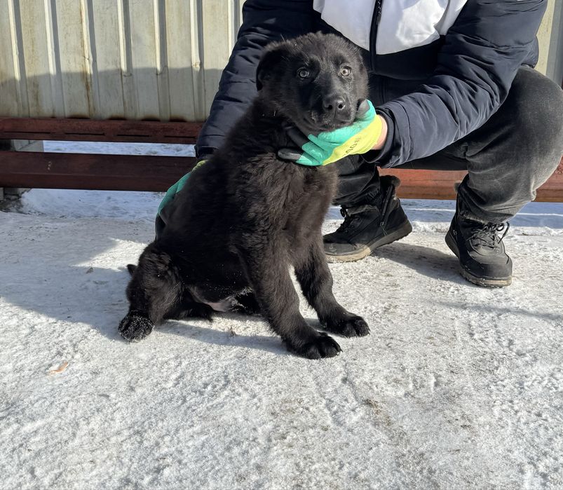 Щенок строго не на цепь!