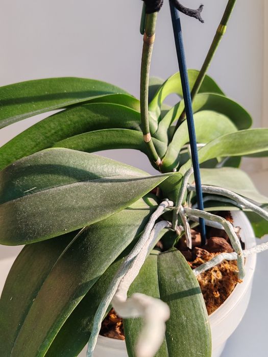 Орхидея фаленопсис