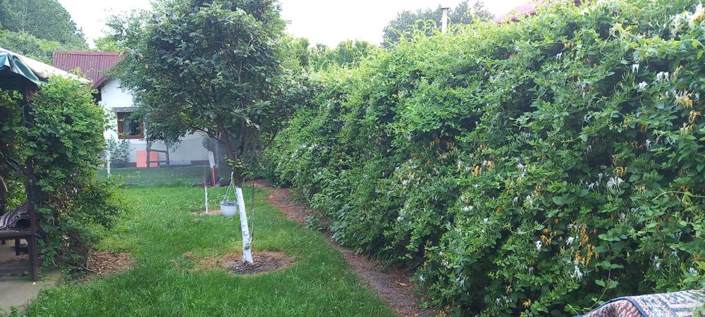 Vind casa si teren in Poenari-Giurgiu