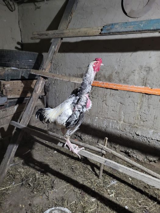 Дәкен тауық, бағасы 15мын