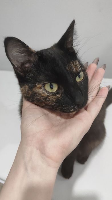 Котик в хорошие руки