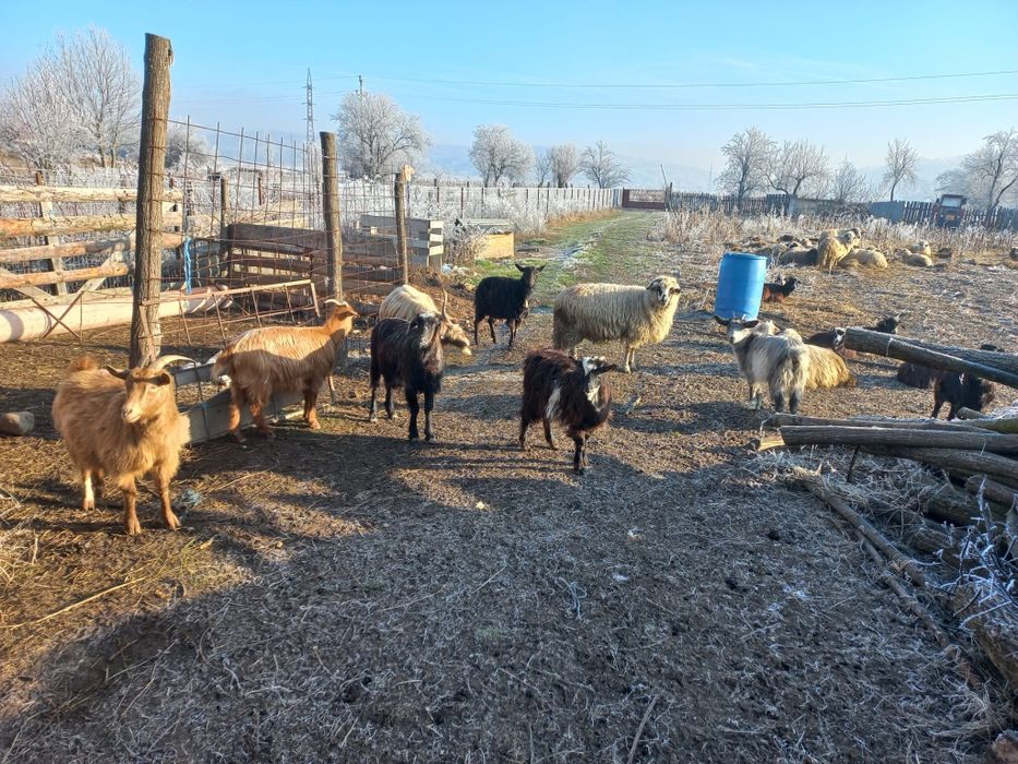 Vând  9  capre  cu 9  iezi