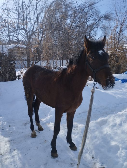 Продам лошадь жебчика