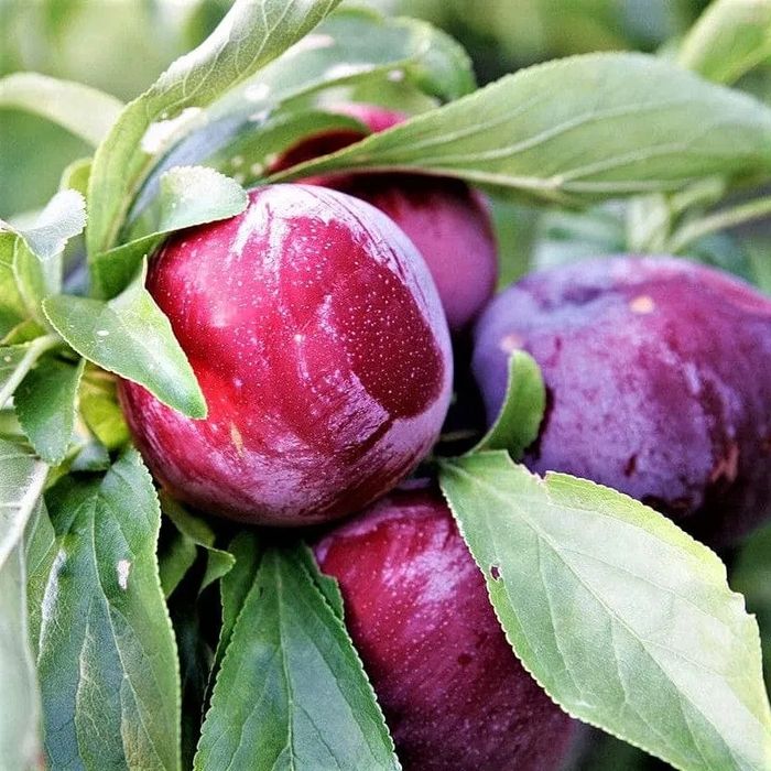 Prun (Soiul Fortune )