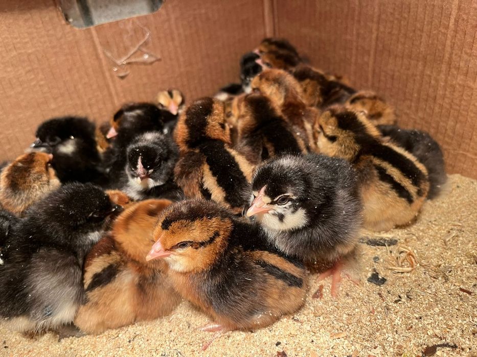 Продам цыплят доминант, легорн