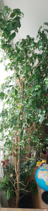 Бенджамин голям - 2 броя