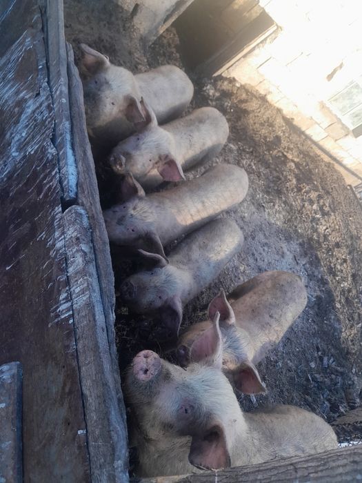 Продам свиней 6 мес