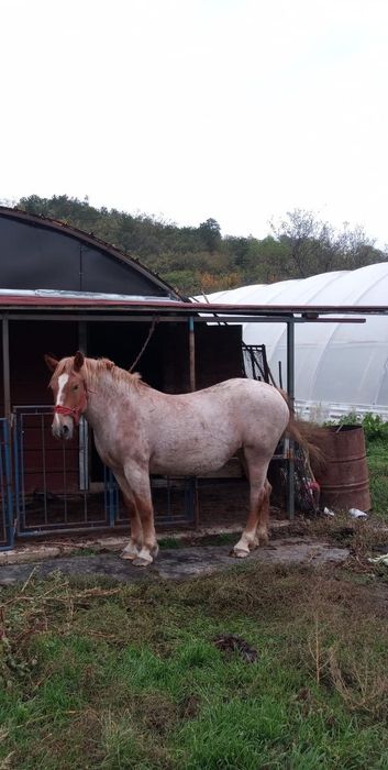 Vând mânză foarte cuminte