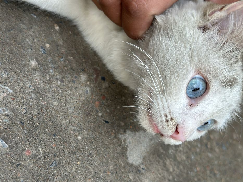 Kafolati 1 yil bilan