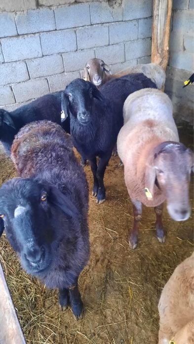 Сектер сатылады !!