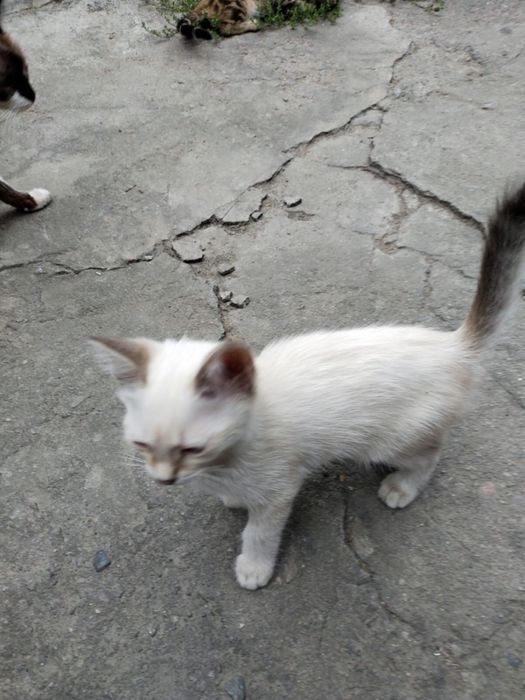 Отдам даром замечательных котят