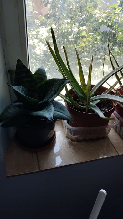 Diverse plante pentru purificarea aerului