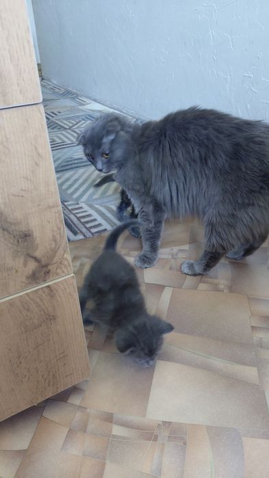 Отдам котят в хорошие руки