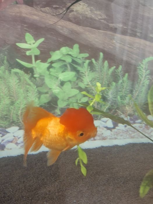 Золотая рыбка оранда