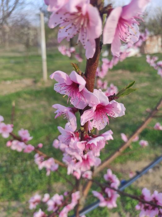 Земеделска земя,овощна градина