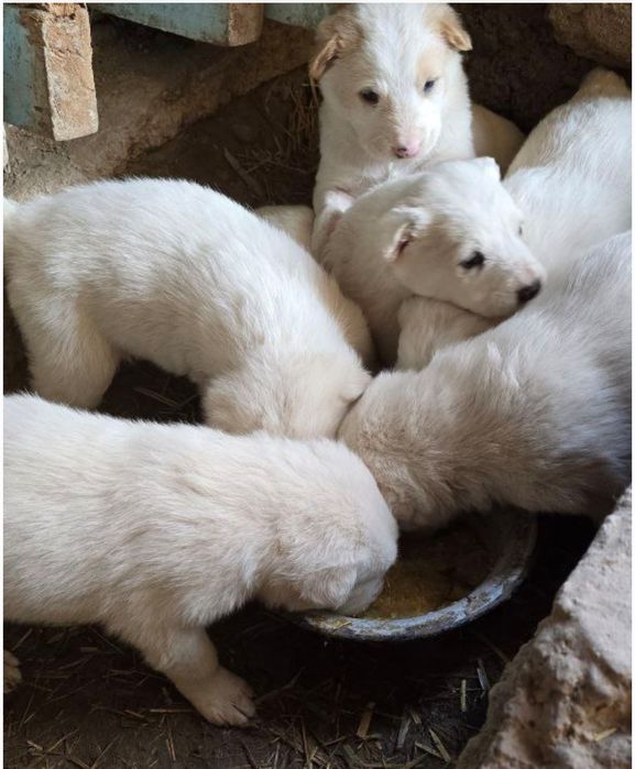 Продам щенков алабая, свои. Хвост и уши порезаны