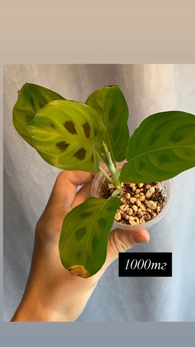 Комнатные растения