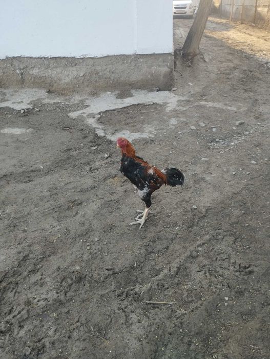 Дакан кораз бойцовый