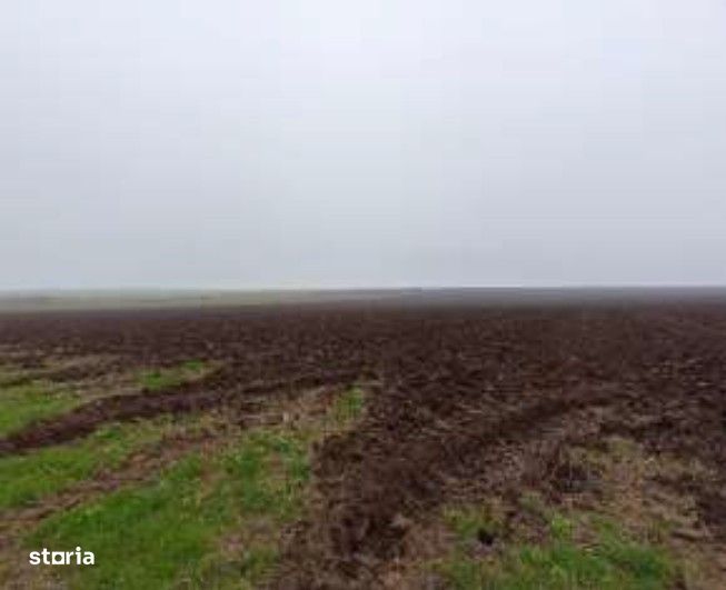 Teren extravilna Limanu, ID: R2969006