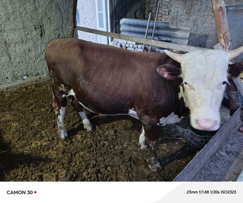 Angus yoshi 1 yosh yeyishi yaxshi narxi 32 milliondan