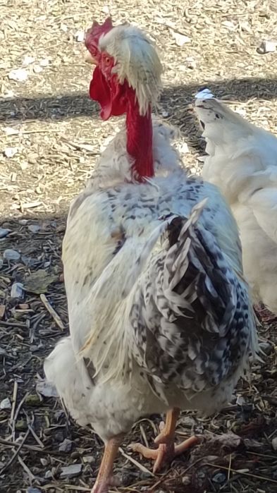 Хохлатый Голошейка