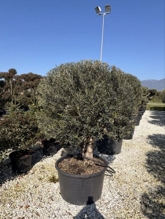 Palmieri cycas, tuia leilandi