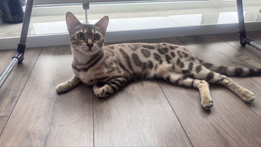 Продам бенгальскую кошку