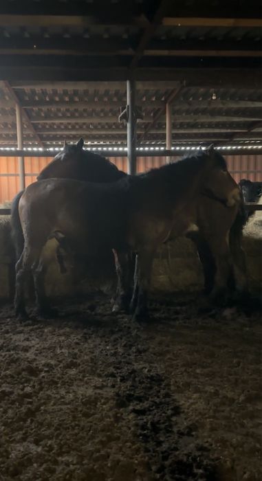 Айгыр алтайский 4 жасар