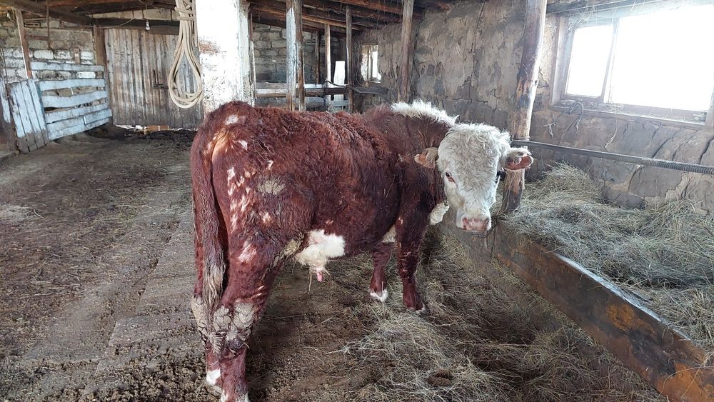 Продам быка на племя