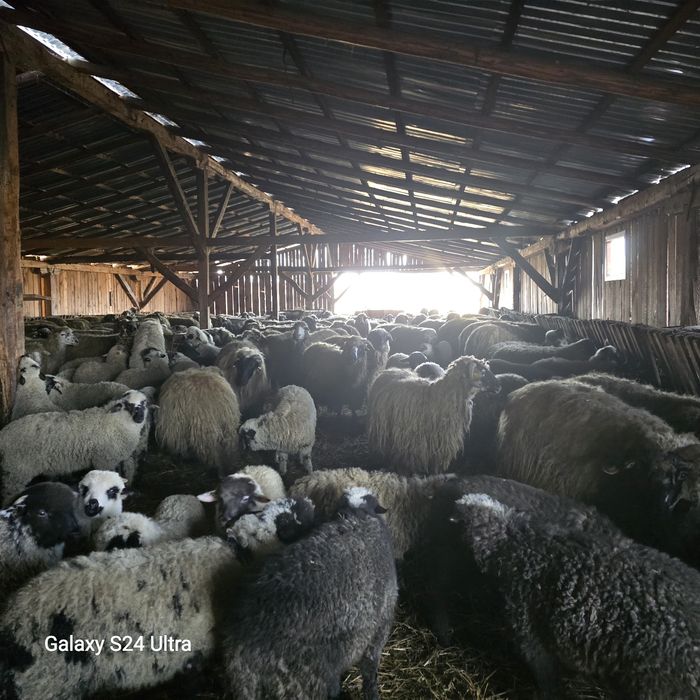 Brânza oaie 100% maturata de pe Valea Hârtibaciului